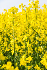 Obraz premium Bright yellow flowers fill a field under clear skies in springtime, showcasing vibrant rapeseed plants growing tall and strong in the warm sun