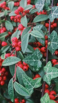 The closeup view captures the texture of the berries and leaves.
