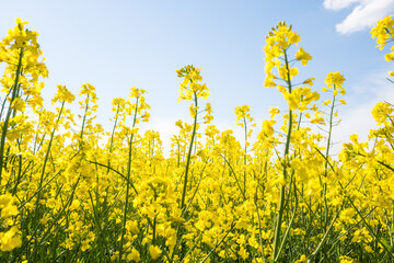 Obraz premium Field of bright yellow rapeseed flowering plants in sunny weather with blue sky and white clouds above