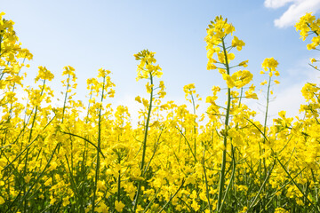 Obraz premium Fields of flowering canola plants under a clear blue sky at midday during spring season in a rural area