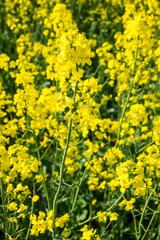 Obraz premium Fields of yellow rapeseed flowers bloom in spring near a rural area with bright sunshine highlighting their vibrant colors and a gentle breeze swaying the petals