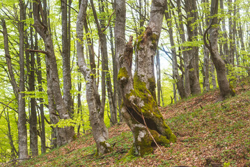 Fototapeta premium Birch forest with new green leafs on the beginning of spring