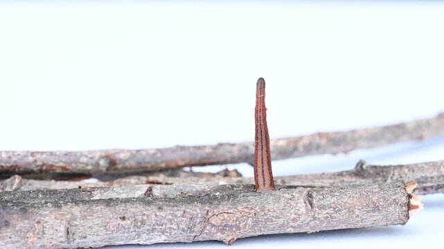 身体を伸ばして進むヤマビル
