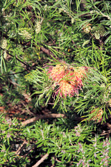 Fototapeta premium Grevillea Flora Mason in flower, South Australia 