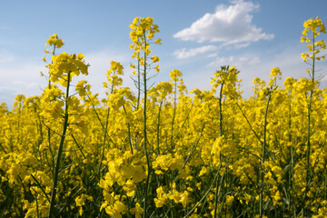 Obraz premium Bright yellow flowers bloom in a field under a clear sky during a sunny day in springtime showing vibrant nature and agriculture