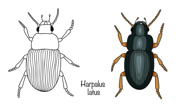 Harpalus latus