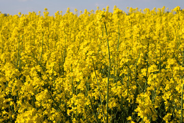 Obraz premium Bright yellow flowers bloom in a vast field under clear skies on a sunny day, creating a vibrant landscape filled with nature's colors and scents