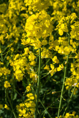 Obraz premium Bright yellow flowers of Brassica napus bloom in a field under sunny weather during the early spring season showcasing a rich display of nature