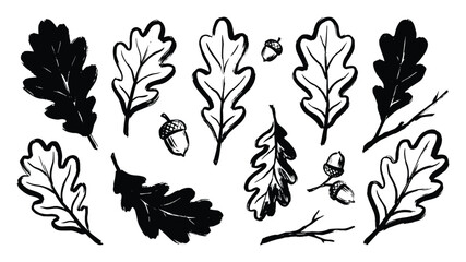 Set of oak leaves and acorns on a transparent background sketch © MonoShape