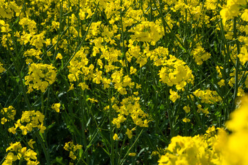 Obraz premium Bright yellow flowers bloom in a field during sunny weather in springtime showing their vibrant petals and green stems
