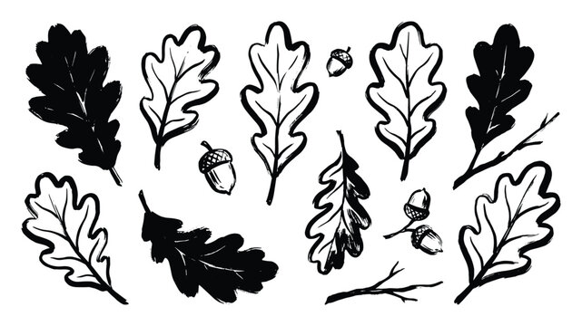 Set of oak leaves and acorns on a transparent background sketch