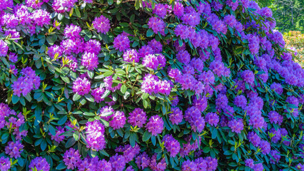 Obraz premium Vibrant rhododendron and azalea blooms filling a garden in spring season