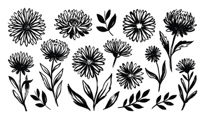 Fototapeta premium Detailed ink sketches of blooming daisies and floral heads