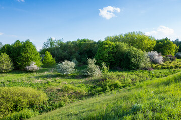 Fototapeta premium Green landscape showing trees and shrubs under a clear blue sky in a warm climate during spring