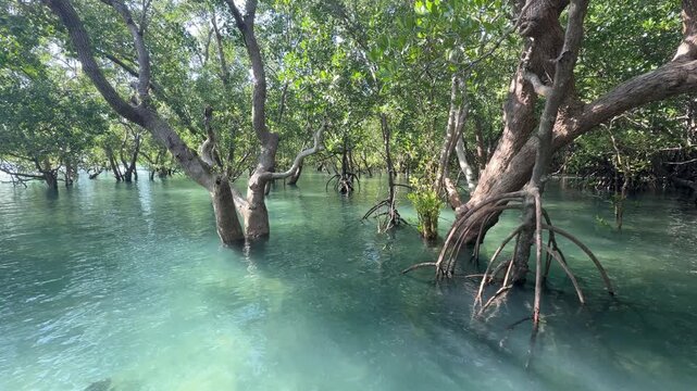 Mangrove forest at high tide