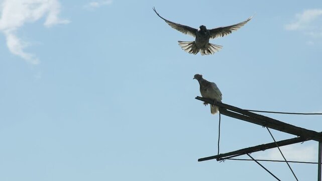 A slow-motion sequence of a flying roller pigeon coming down to join another bird on a rustic rooftop structure against soft clouds.

