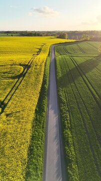 Aerial view of a narrow road passing through blooming yellow rapeseed fields and green meadows near Freienwillen in Langballig, Schleswig-Holstein, Germany.