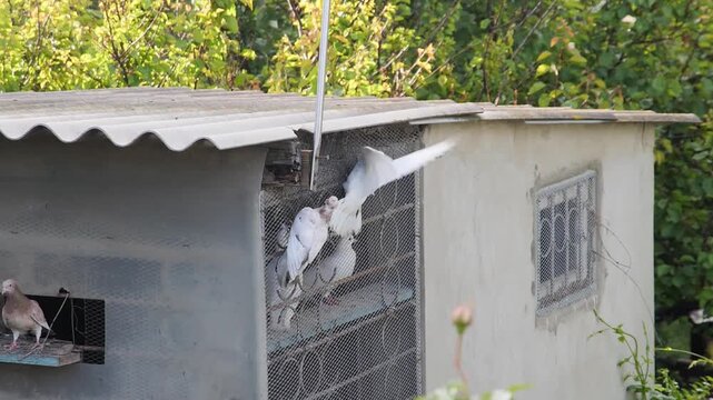 Slowed-down video of an white rollerpigeon jumping off a roosting frame, showcasing its beautiful wingspan.
