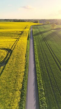 Aerial view of a straight road dividing vibrant yellow rapeseed and lush green agricultural fields under warm golden hour light in Langballig, Schleswig-Holstein, Germany.