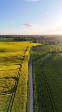 Aerial view of yellow rapeseed fields and green meadows near Freienwillen under a clear sky in Langballig, Schleswig-Holstein, Germany.