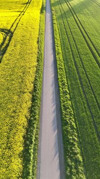 Aerial view of a straight road passing through vibrant yellow rapeseed and lush green agricultural fields in Langballig, Schleswig-Holstein, Germany.