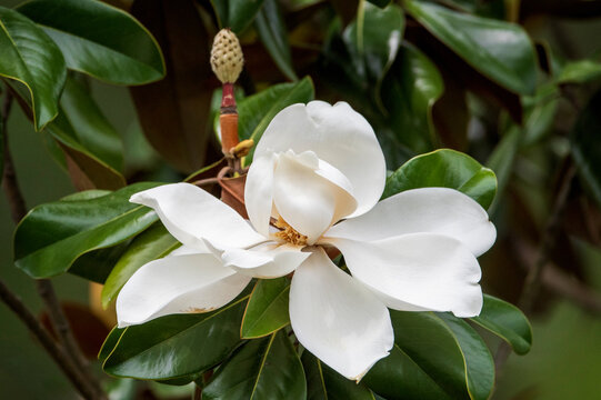 Magnolia Bloom Close-up with Pistil in Background