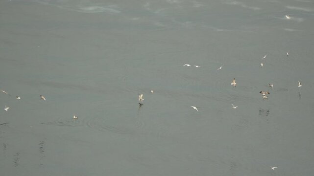 Seagulls water flying birds gliding calmly above flat grey river surface peaceful nature