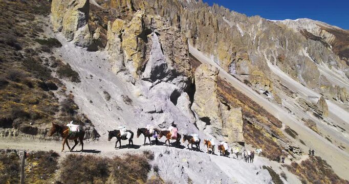 Aerial drone view of a caravan of loaded mules walking along a narrow mountain trail beneath rugged rocky cliffs in Nepal.