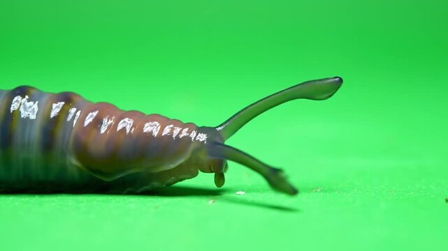 Close-up view of a slug's head and body on a vibrant green background, showcasing its tentacles and textured skin.