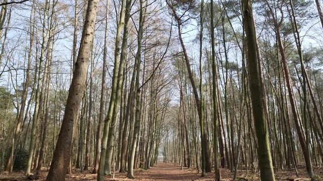 Slow camera movement along a forest path in a German woodland transitioning from winter to summer, showcasing seasonal change, emerging greenery and evolving natural landscape.
