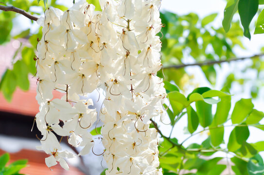 Cassia x nealiae H S Irwin and Barneby, fabaceae or LEGUMINOSAE CAESALPINIOIDEAE or White Rainbow Shower Tree or white flower