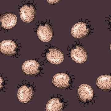 pattern mite tick hand drawn. bite parasite, animal bed, bedbug forest mite tick vector sketch illustration