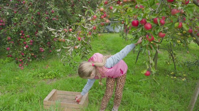 Little girl picking ripe red apples from tree in orchard, Happy childhood moments, girl gathering apples in the garden