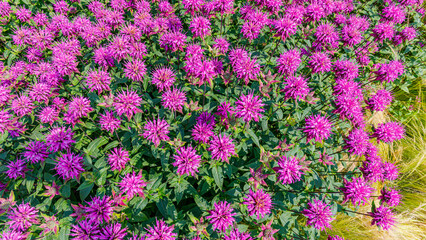 Obraz premium Bright pink flowers bloom in a vibrant garden during the summer season near a quiet pathway