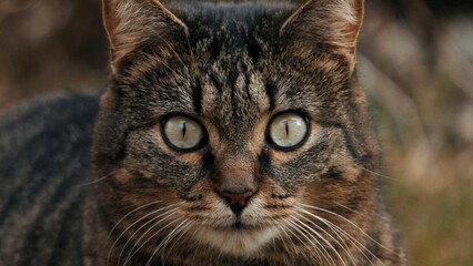 Obraz premium Close up of a cat