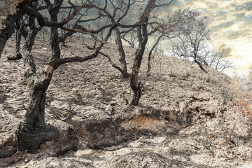 Obraz premium The destroyed and burnt landscape of the Algarve with charred black trees after a forest fire near Lagos, Portugal. Climate change featuring heat, drought, rising temperatures and aridity in Europe