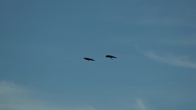 Birds flying silhouette two feathered raptors gliding slowly across the peaceful blue sky during sunset