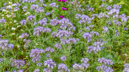 Obraz premium Colorful flowers bloom in a garden during the spring season in a suburban area, attracting bees and butterflies to the vibrant scene
