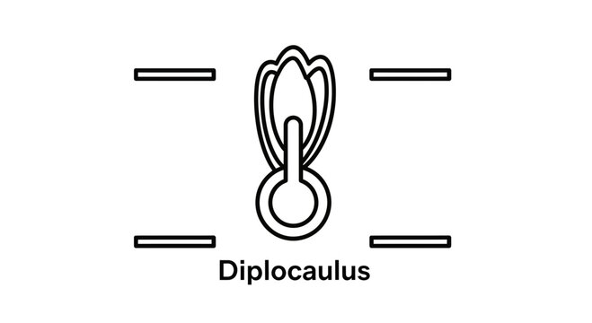 Diplocaulus prehistoric amphibian fossil illustration, extinct animal skeleton outline