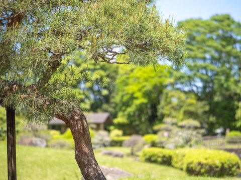 松の木