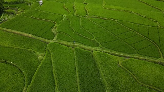 Aerial view of a farmer walking on paths through beautifully patterned green rice fields.