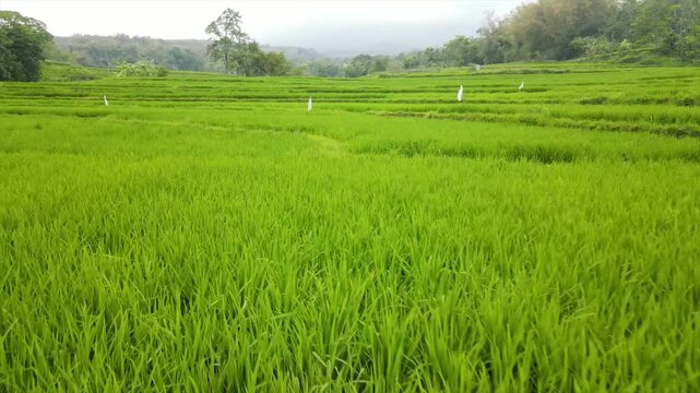 Aerial view of a farmer walking on paths through beautifully patterned green rice fields.