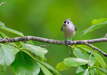 Tufted titmouse stops pecking a sunflower seed it has in its feet to look around © Darren Koobs