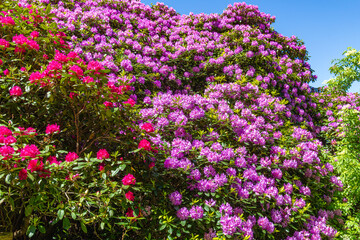 Naklejka premium Colorful rhododendron and azalea flowers bloom in a garden on a sunny day in spring