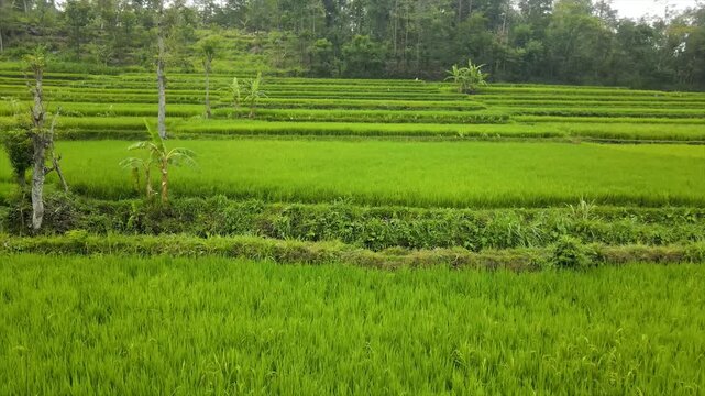 Aerial view of a farmer walking on paths through beautifully patterned green rice fields.
