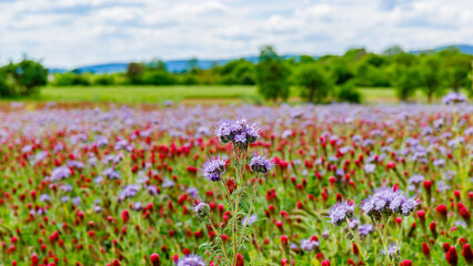 Fototapeta premium Vivid flowers bloom in a field during sunny daytime in a rural area with green trees and blue sky