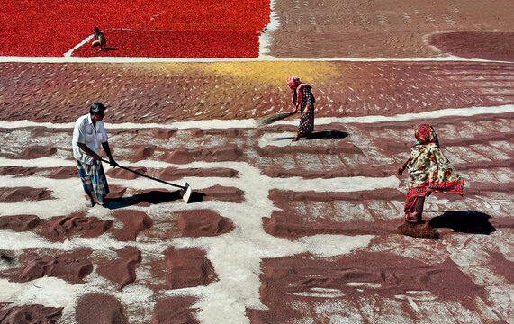 Bogura, Bangladesh - 27 January 2017: View of workers spreading and drying red chili peppers on the ground under the bright sun in Bogura.