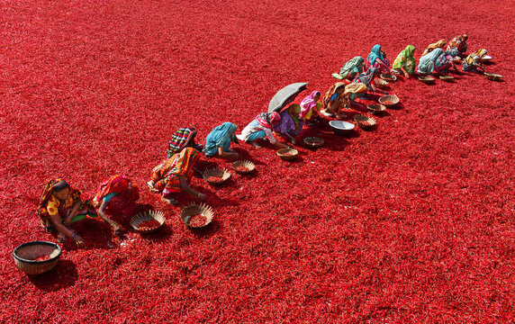 Bogura, Bangladesh - 27 January 2017: View of women in colorful traditional clothing sorting red chili peppers spread out on the ground under bright sunlight.