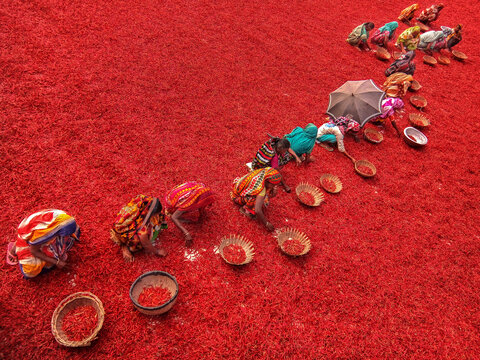 Bogura, Bangladesh - 27 January 2017: View of women in colorful traditional saris sorting red chili peppers spread across a field for drying.