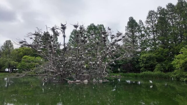 A white dog wearing an action camera looking at a large colony of wild birds nesting in a park pond (Japanese text on the bottom right sign translates to park rules regarding keeping dogs on leashes a